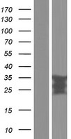RGS4 Human Over-expression Lysate