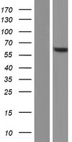 DGLUCY Human Over-expression Lysate