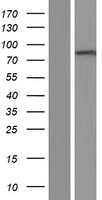 ADAM10 Human Over-expression Lysate