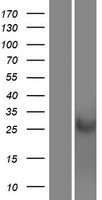 CRISP1 Human Over-expression Lysate