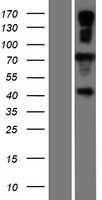 AMFR Human Over-expression Lysate