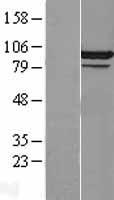 CDC5L Human Over-expression Lysate