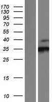 CDK3 Human Over-expression Lysate