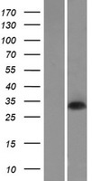 DNASE1L2 Human Over-expression Lysate