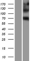 EIF4B Human Over-expression Lysate