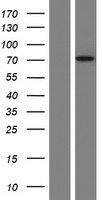 FAAH1 (FAAH) Human Over-expression Lysate