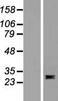 Flt3 ligand (FLT3LG) Human Over-expression Lysate