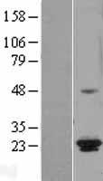 ICT1 (MRPL58) Human Over-expression Lysate