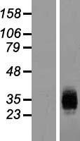 ICAM4 Human Over-expression Lysate
