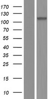 ARVCF Human Over-expression Lysate