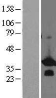 BCL7B Human Over-expression Lysate