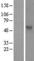 CDC25C Human Over-expression Lysate