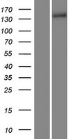 Collagen XV (COL15A1) Human Over-expression Lysate