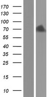 COL9A2 Human Over-expression Lysate