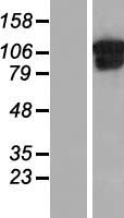 Collagen VI (COL6A1) Human Over-expression Lysate