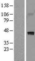 HAPLN1 Human Over-expression Lysate