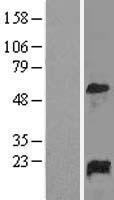 GADD45A Human Over-expression Lysate