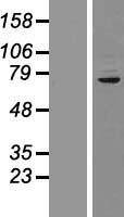 CUX1 Human Over-expression Lysate