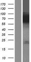 ACSL1 Human Over-expression Lysate