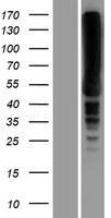 EEF1A2 Human Over-expression Lysate