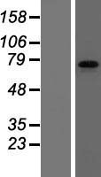 FMRP (FMR1) Human Over-expression Lysate