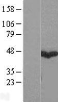 GABPB2 (GABPB1) Human Over-expression Lysate