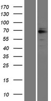 GRK6 Human Over-expression Lysate