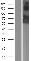 GRSF1 Human Over-expression Lysate