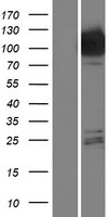 Hexokinase Type III (HK3) Human Over-expression Lysate