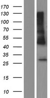 HLA-DRB1 Human Over-expression Lysate