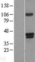 Heme oxygenase 2 (HMOX2) Human Over-expression Lysate