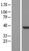 HPD Human Over-expression Lysate