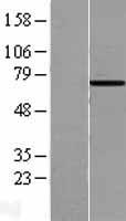 HSPA6 Human Over-expression Lysate