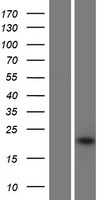 IFNA16 Human Over-expression Lysate