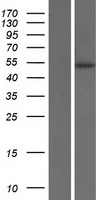 IL9R Human Over-expression Lysate