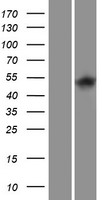 ITPKA Human Over-expression Lysate