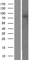 Kv1.4 (KCNA4) Human Over-expression Lysate
