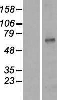 KCNA3 Human Over-expression Lysate