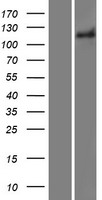 CD51 (ITGAV) Human Over-expression Lysate