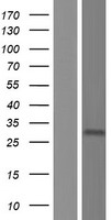 KLRC3 Human Over-expression Lysate