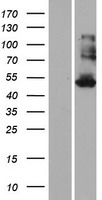 KRT35 Human Over-expression Lysate