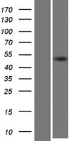 KRTHA2 (KRT32) Human Over-expression Lysate