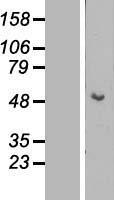 Cytokeratin 15 (KRT15) Human Over-expression Lysate