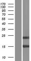 Galectin 7 (LGALS7) Human Over-expression Lysate