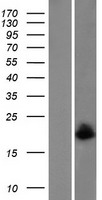 MAGOH Human Over-expression Lysate