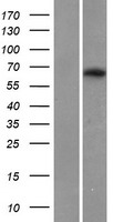 MAG Human Over-expression Lysate