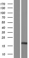 Midkine (MDK) Human Over-expression Lysate