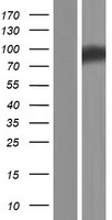 ADAM11 Human Over-expression Lysate