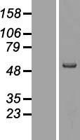MMP19 Human Over-expression Lysate