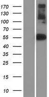NFIX Human Over-expression Lysate